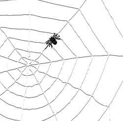 Decoratie Spinnenweb Wit (150cm)