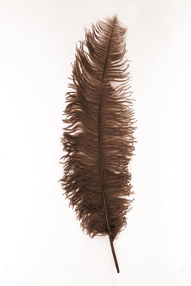 VoilaLove 10 stks Natuurlijke Struisvogelveren Craft 35-40 cm pluim voor bruiloft tafelmiddelpunten. Woondecoratie (rood