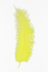 Struisvogelveren 50-60cm Geel 
