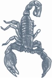 Tattoo Scorpioen