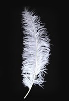Struisvogelveren 50-60cm Wit