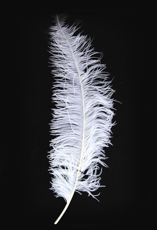 Struisvogelveren 50-60cm Wit