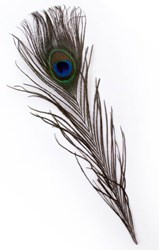 Pauwenveren 25-30cm -10st