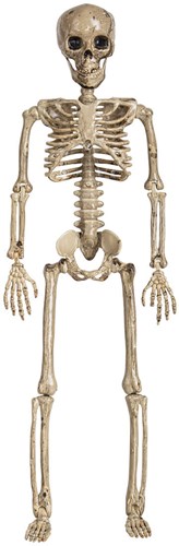 Halloween Skelet Beweegbaar - 65cm