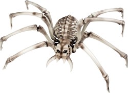 Halloween Decoratie Skelet Spin (48x82cm)