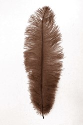 Struisvogelveren ca. 30cm Bruin 