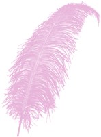 Struisvogelveren 50-60cm Roze 