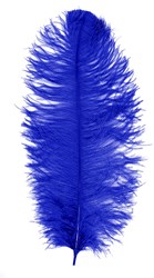 Prinsenveer Blauw 60-70cm (Struisvogelveer)