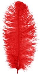 Prinsenveer Rood 60-70cm (Struisvogelveer)