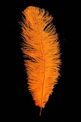 Struisvogelveren ca. 30cm Oranje