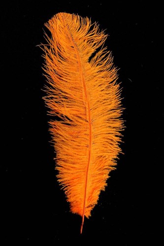 Struisvogelveren ca. 30cm Oranje