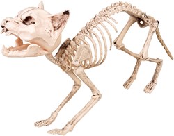 Halloween Decoratie Kattenskelet (60cm)