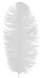Prinsenveer Wit 60-70cm (Struisvogelveer)