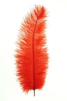 Struisvogelveren ca. 30cm Rood 