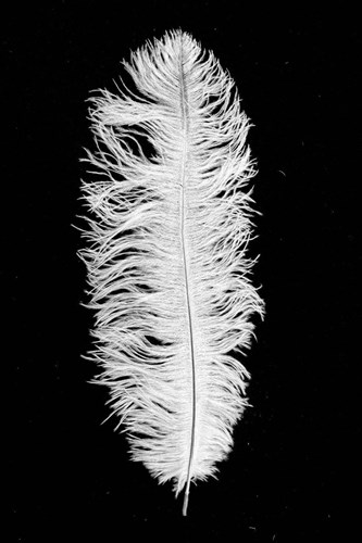 Struisvogelveren ca. 30cm Wit 