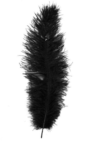 Struisvogelveren ca. 30cm Zwart