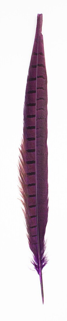 1 Fazant veer / kleur naar keuze 20-25 cm