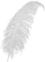 Struisvogelveren ca. 60cm Wit