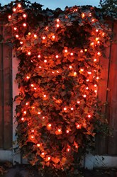 LED-Verlichting Oranje Bolletjes 10m - 100 LEDS